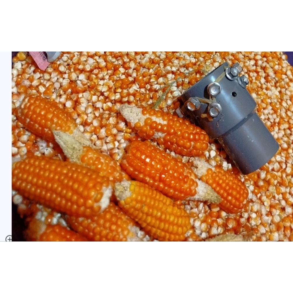 JAGUNG PIPIL KRISTAL TERMURAH  PAKAN MERPATI PAKAN AYAM JAGUNG KECIL