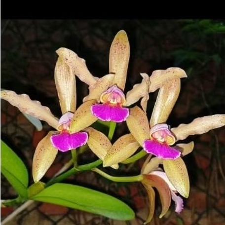 Cattleya trigina x Cattleya forbesii