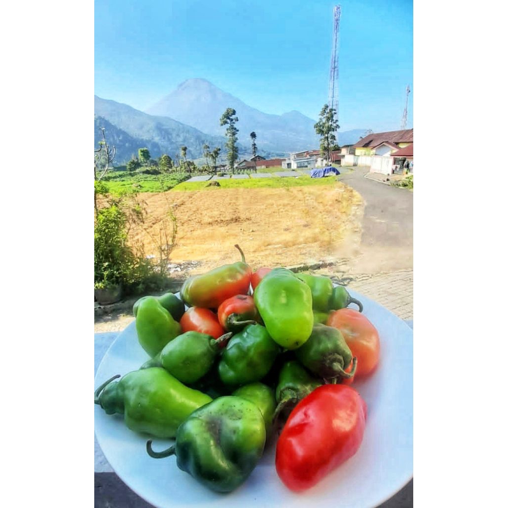 

Cabe Bendot / cabe gendot Dieng