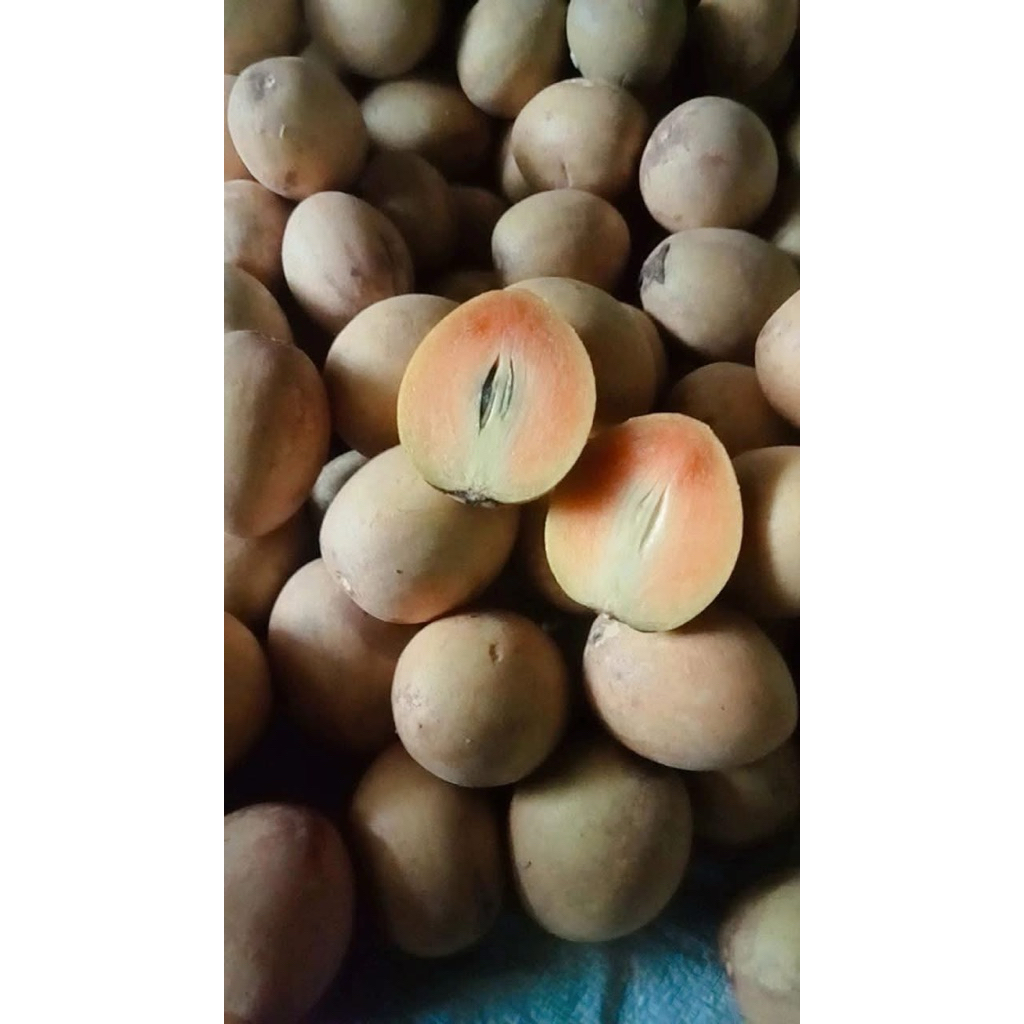 

SAWO MADU/MANILA MANIS (1kg)