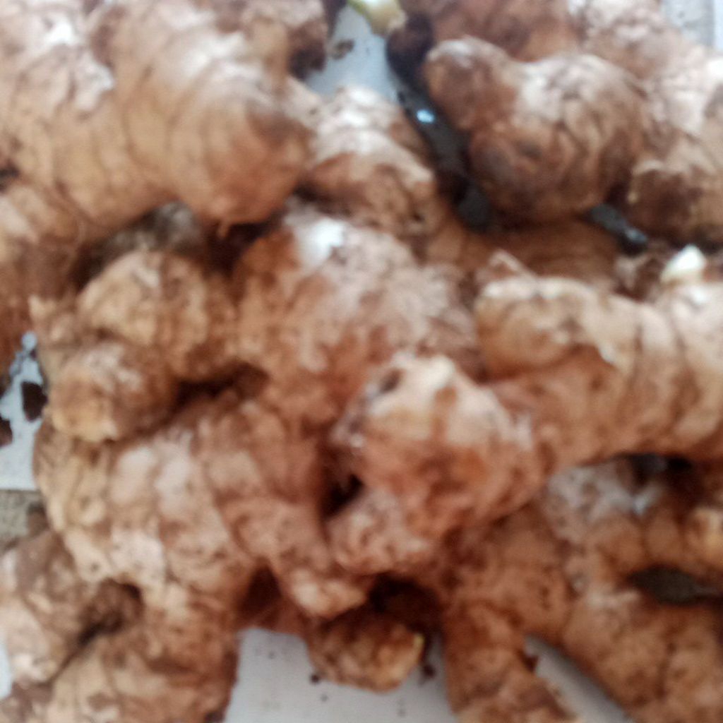 

JAHE BESAR 500gr/1000gr