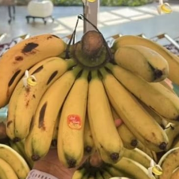 

Pisang barangan Medan fresh segar -+1 kg