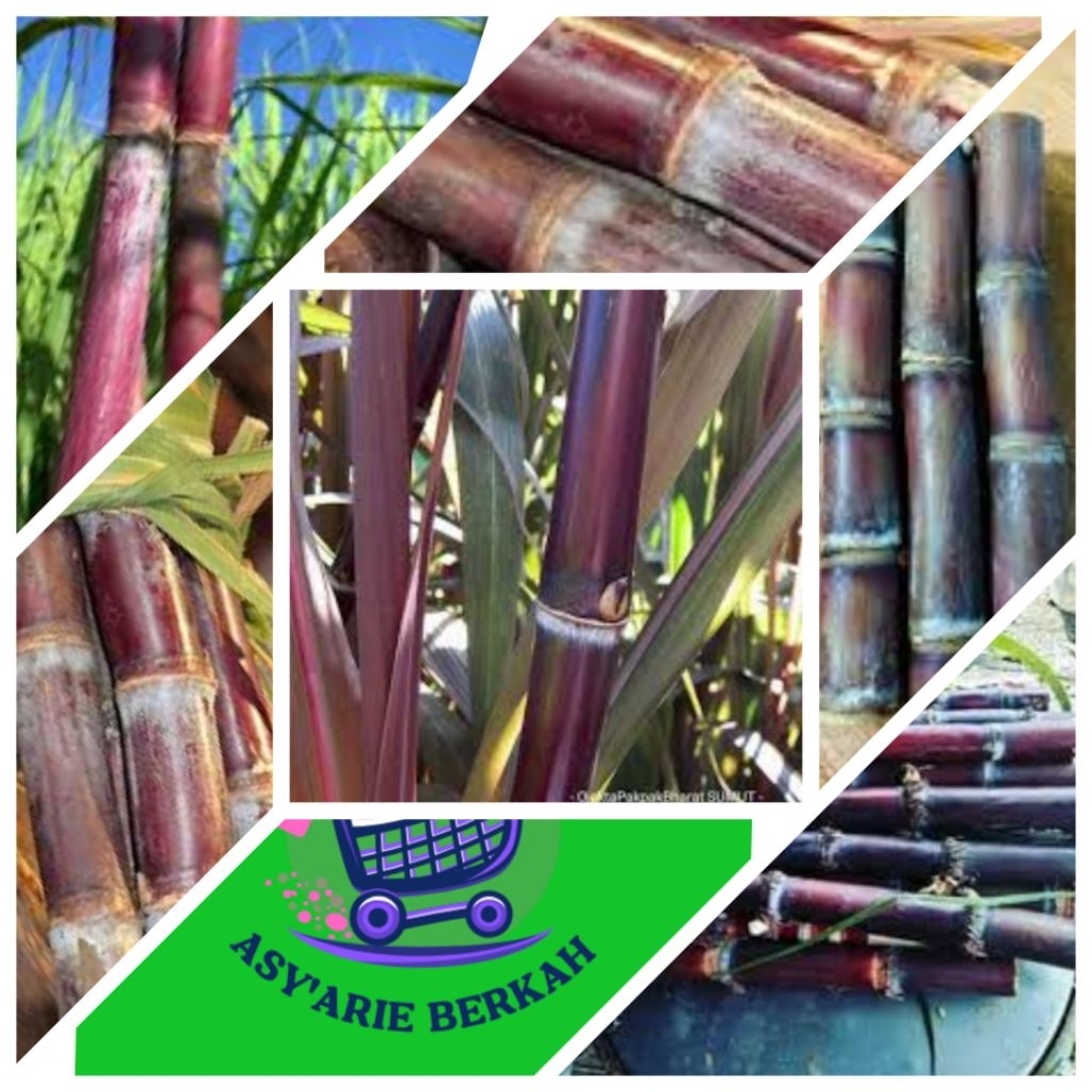 

Tebu Merah Manis 1 Kg/Segar Alami,Dan penuh khasiat
