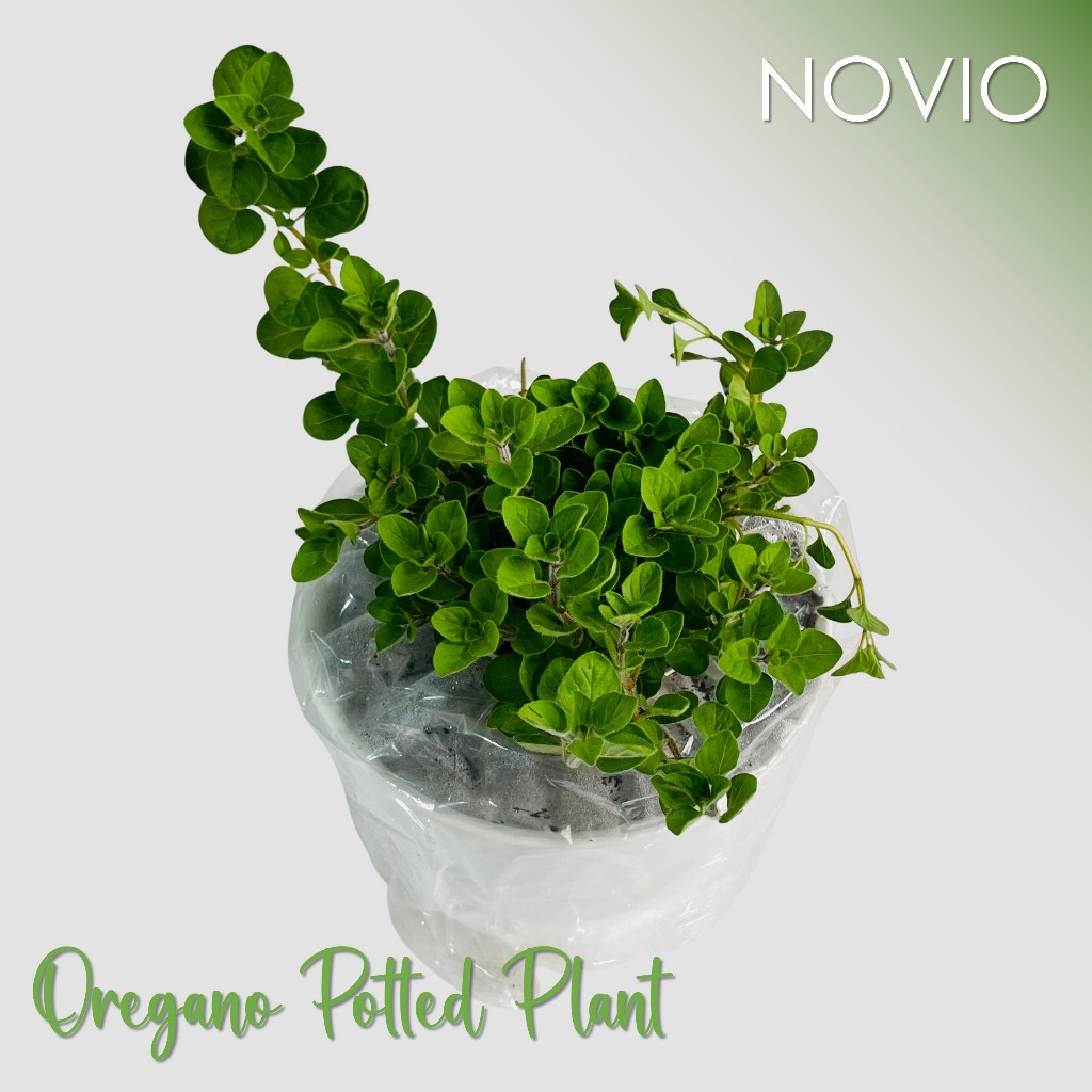 Tanaman oregano / oregano / tanaman herbal aromatik oregano