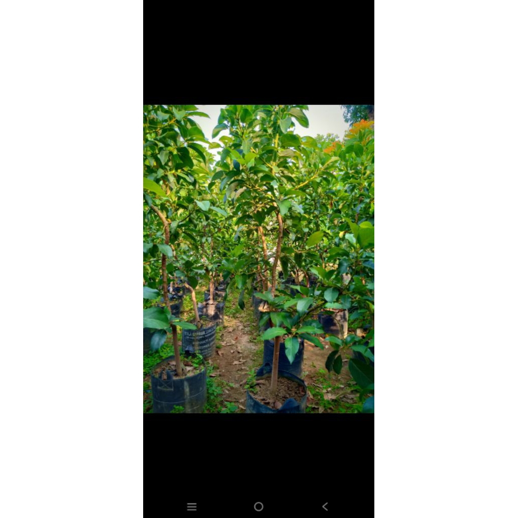 Indukan bibit alpukat kelud super paking kayu jumbo