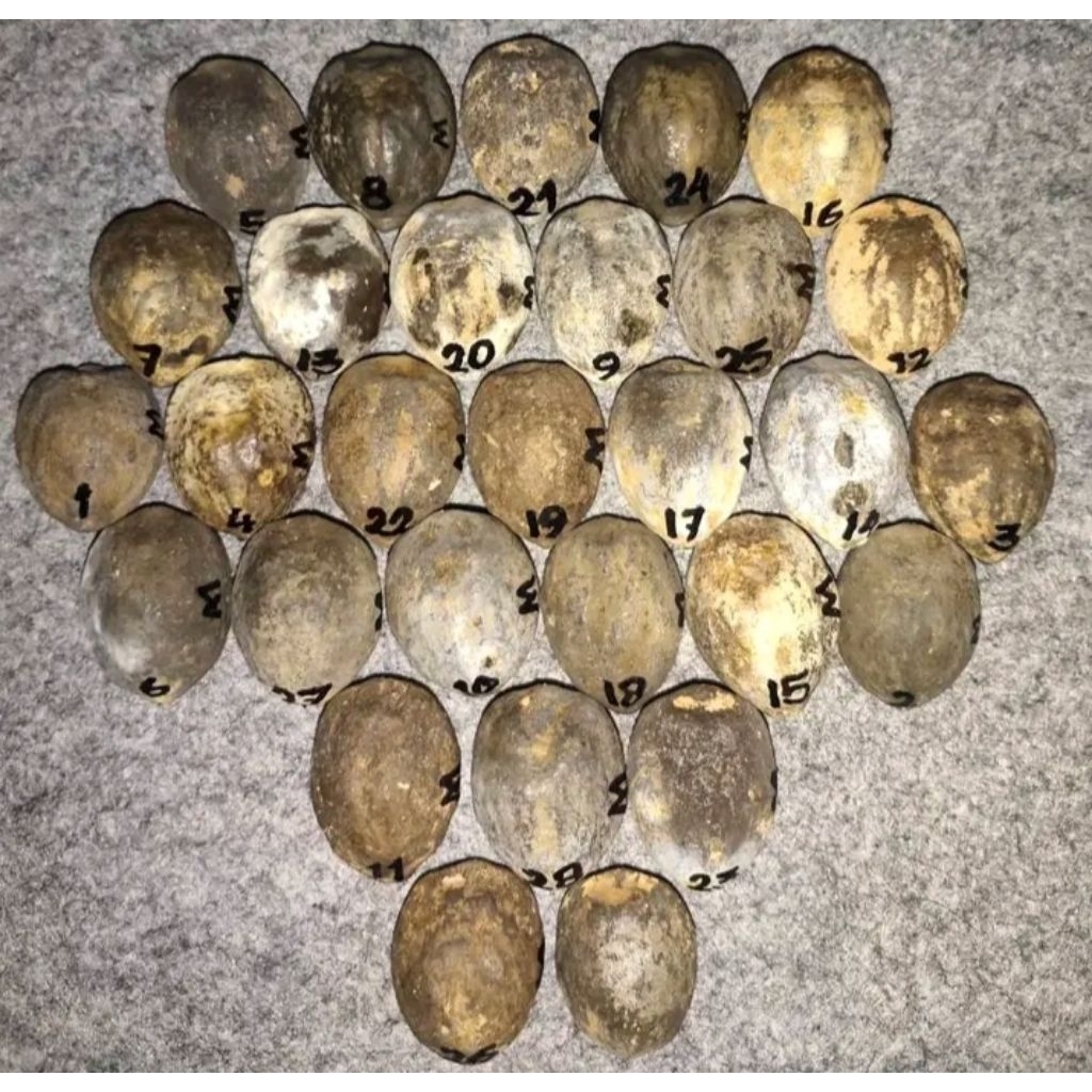 muncang aduan jawa wadas