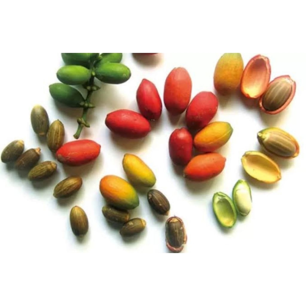 

Melinjo Fresh Segar Sayuran