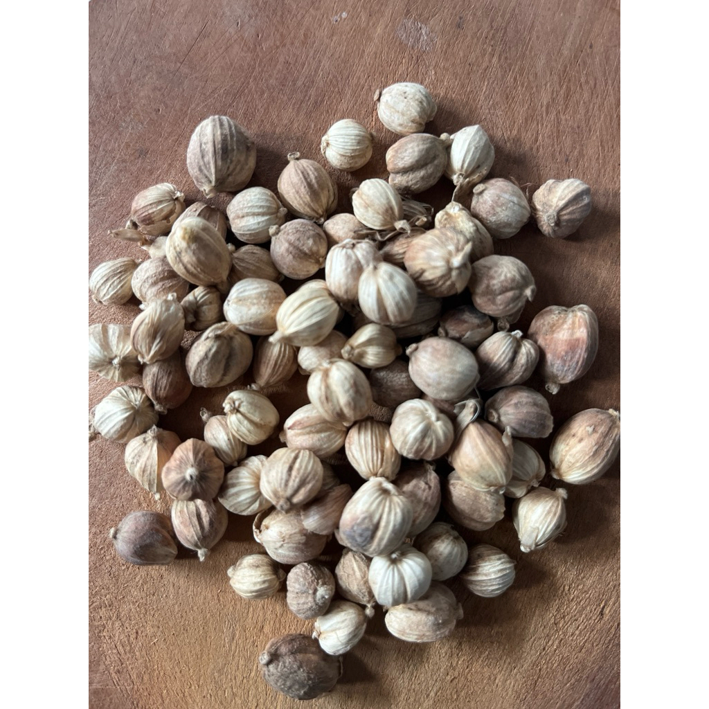 

Kapulaga Kering 100gram Rempah JSR Empon-Empon Bumbu Tradisional Bumbu Pawon