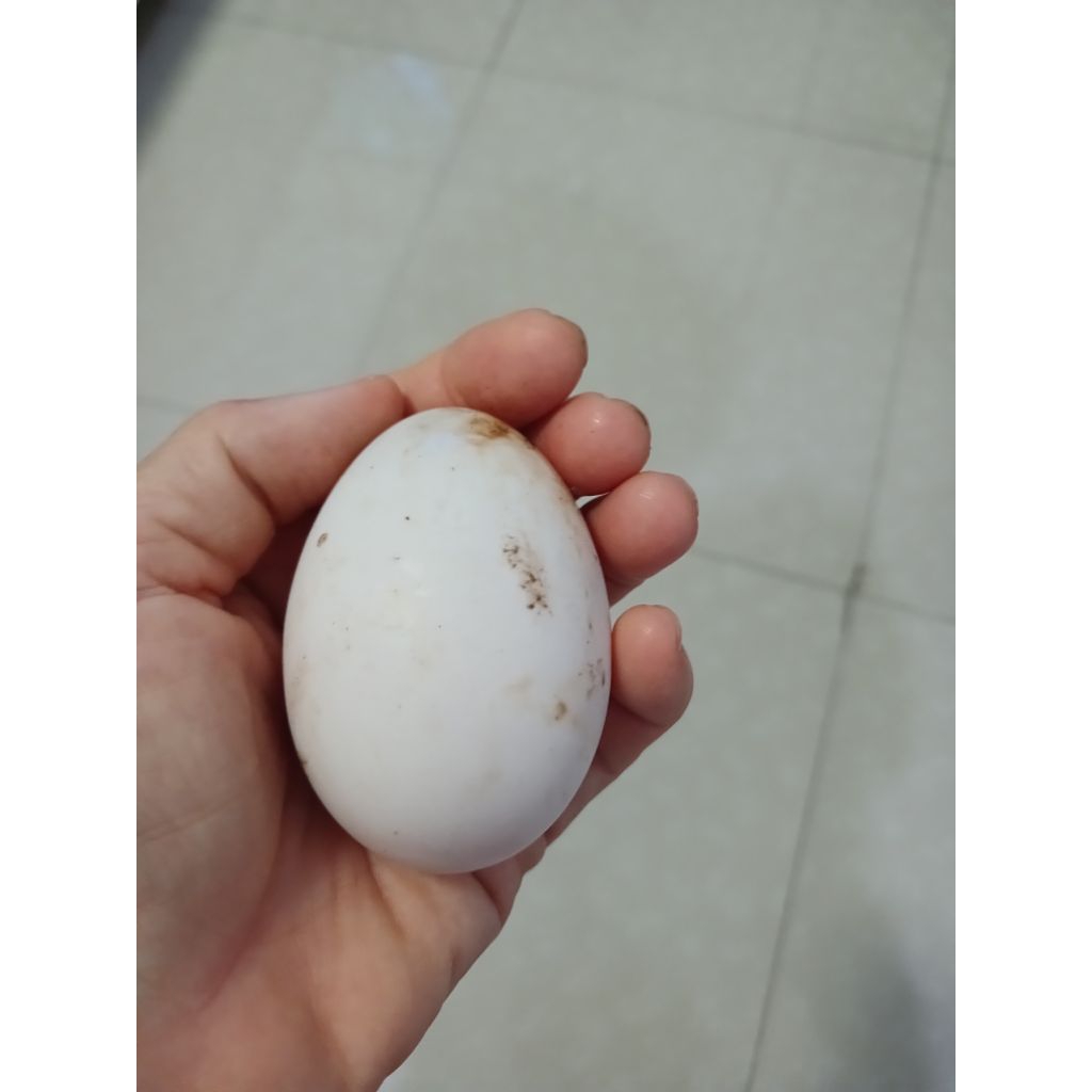 

1 butir - telur bebek mentah kualitas premium