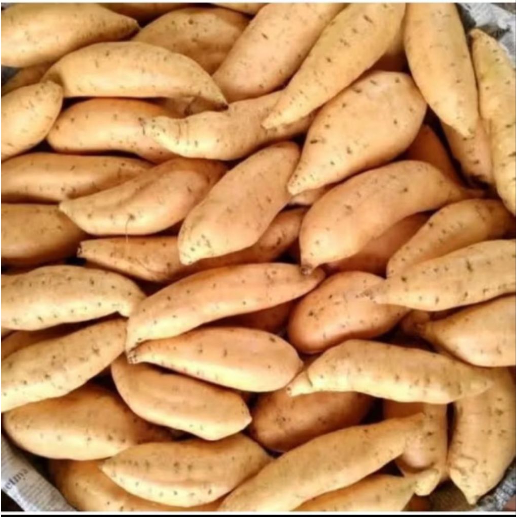 

Ubi Cilembu