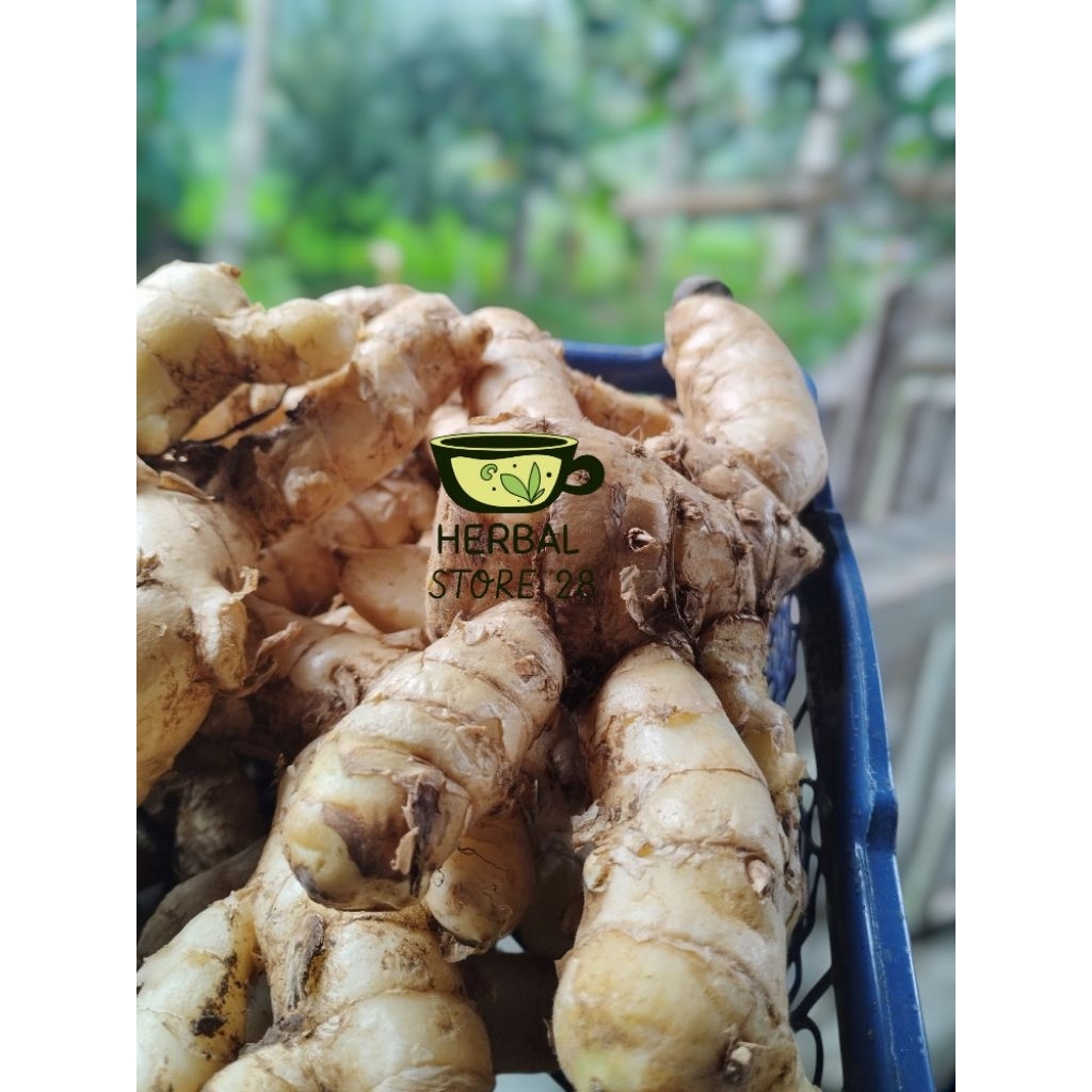 

Kunyit putih Alami Meningkatkan Kekebalan Tubuh Secara Tradisional Dengan hasil yang maksimal Herbal Store 28