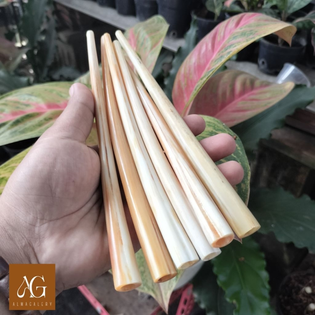 PUTRIICRAFT | once pipa padutan tulang rusuk marlino panjang 15cm