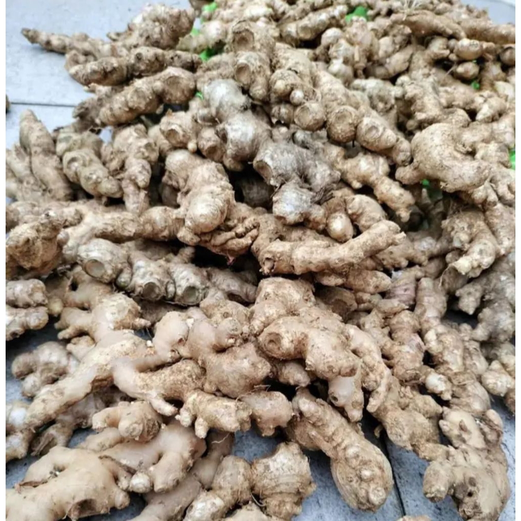 

Jahe Emprit Segar Fresh Kiloan 1/4 kg 250gr - Aneka Rempah Empon Bumbu Jamu