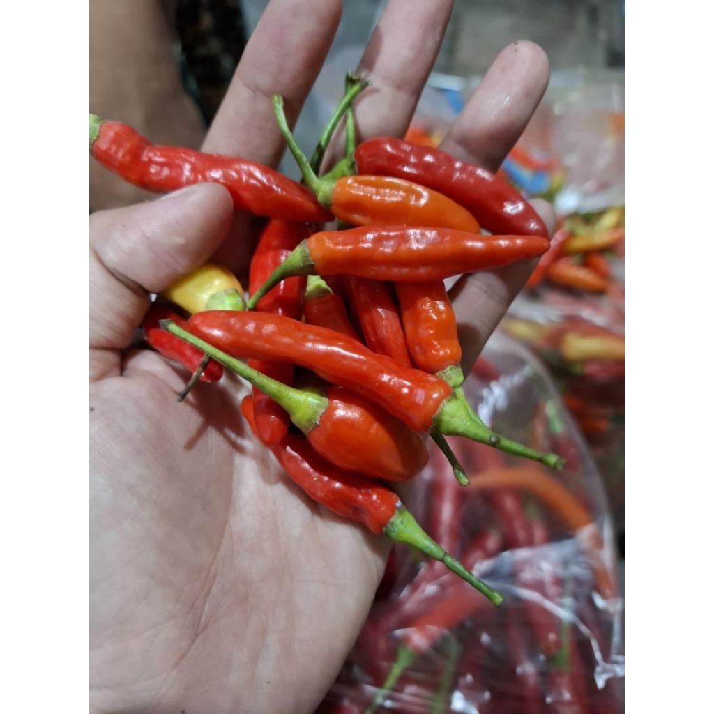 

cabai pedas