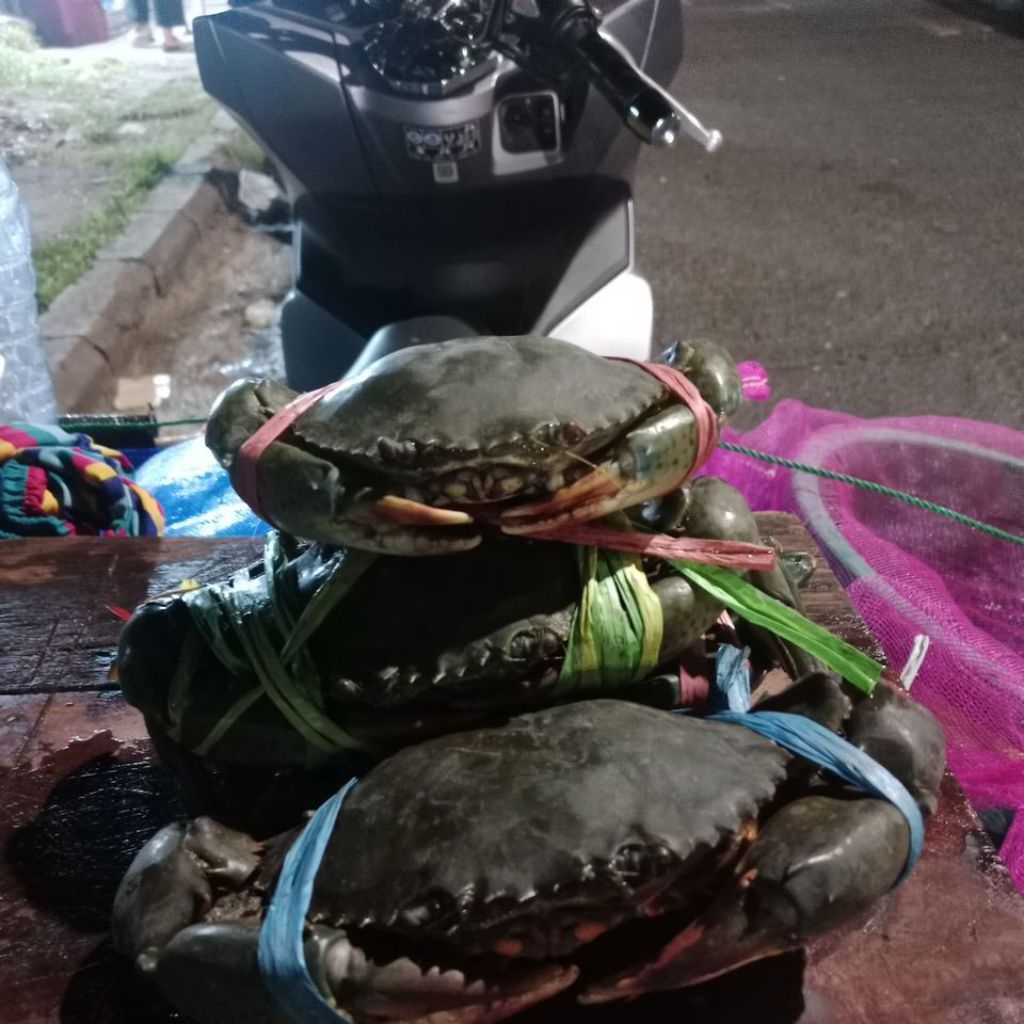 

Kepiting Segar