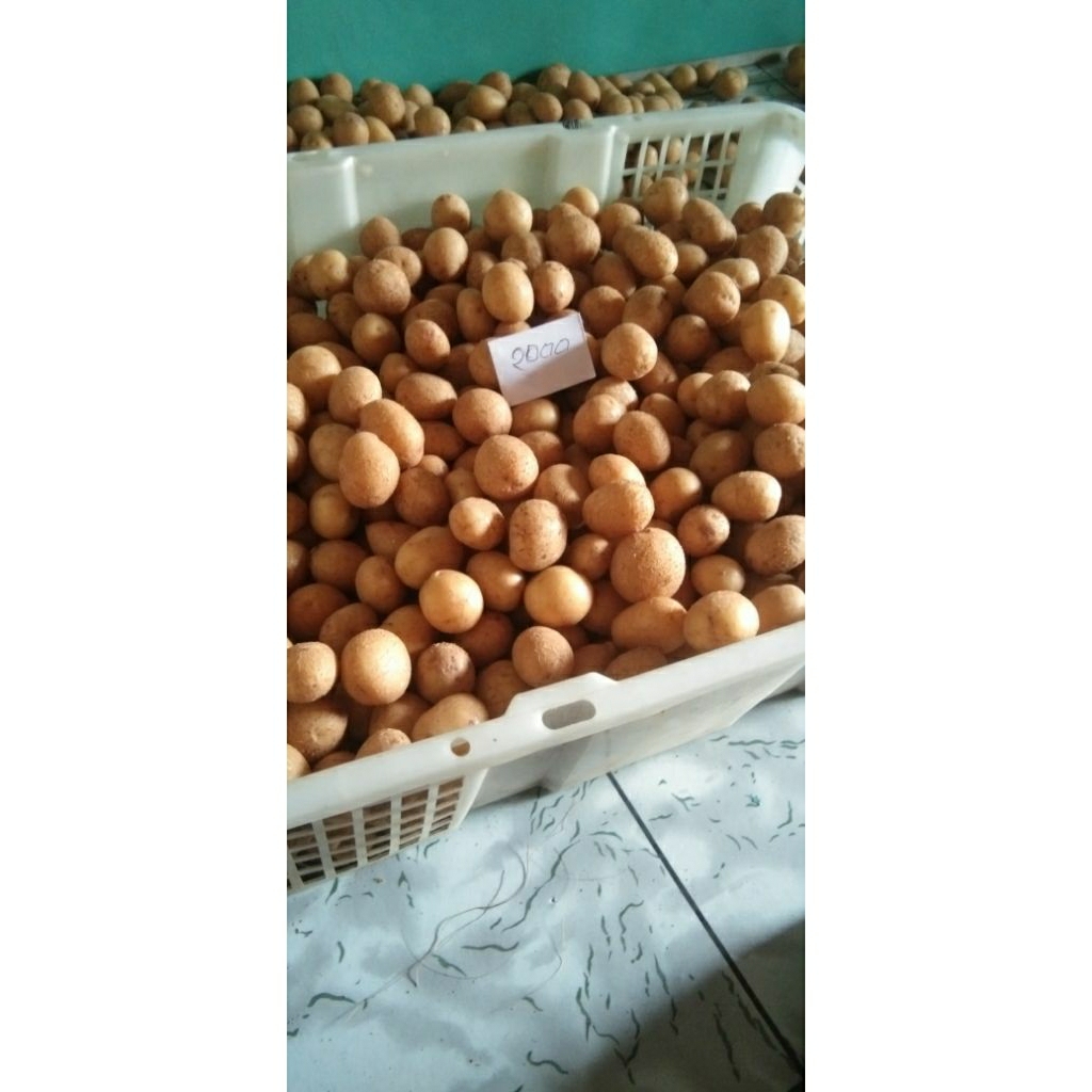 

kentang mini dieng