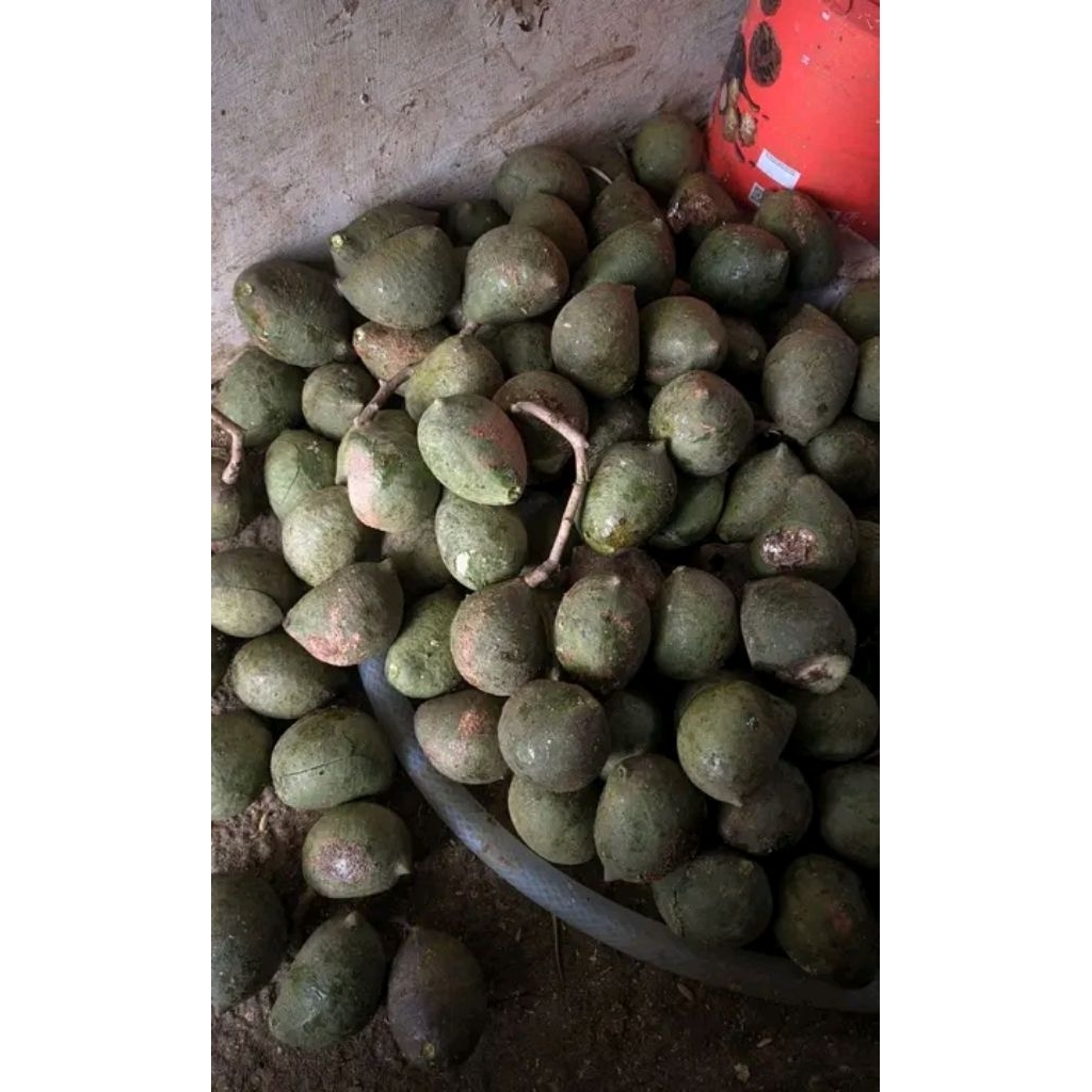 muncang aduan cangklong Jayanti ke jalim aduan