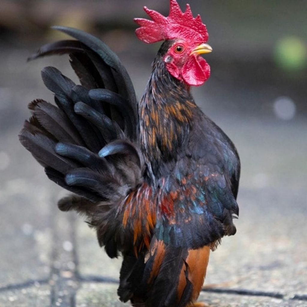 

Telur Ayam Hias Serama Fertil Buat di Tetaskan