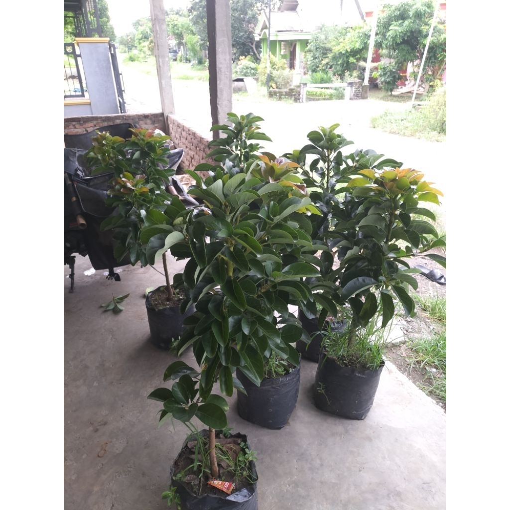 bibit tanaman alpukat kuba batang super sudah siap berbuah pengiriman pake peti kayu