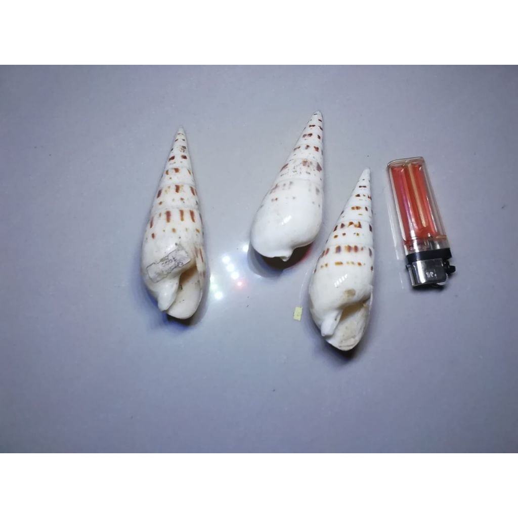 

cangkang kerang terebra/terebridae size 50gr