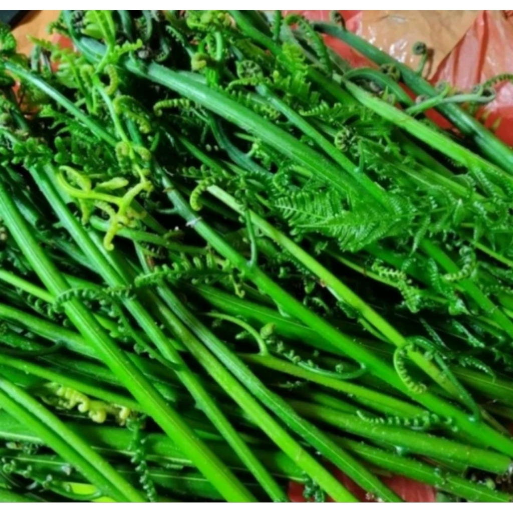 

sayur pakis segar baru di petik 250gr