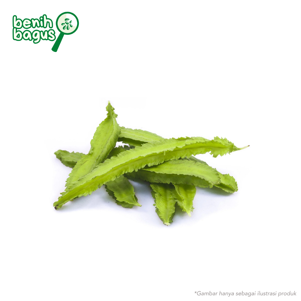 5 Biji - Benih Kecipir hijau FAIRUZ, winged bean
