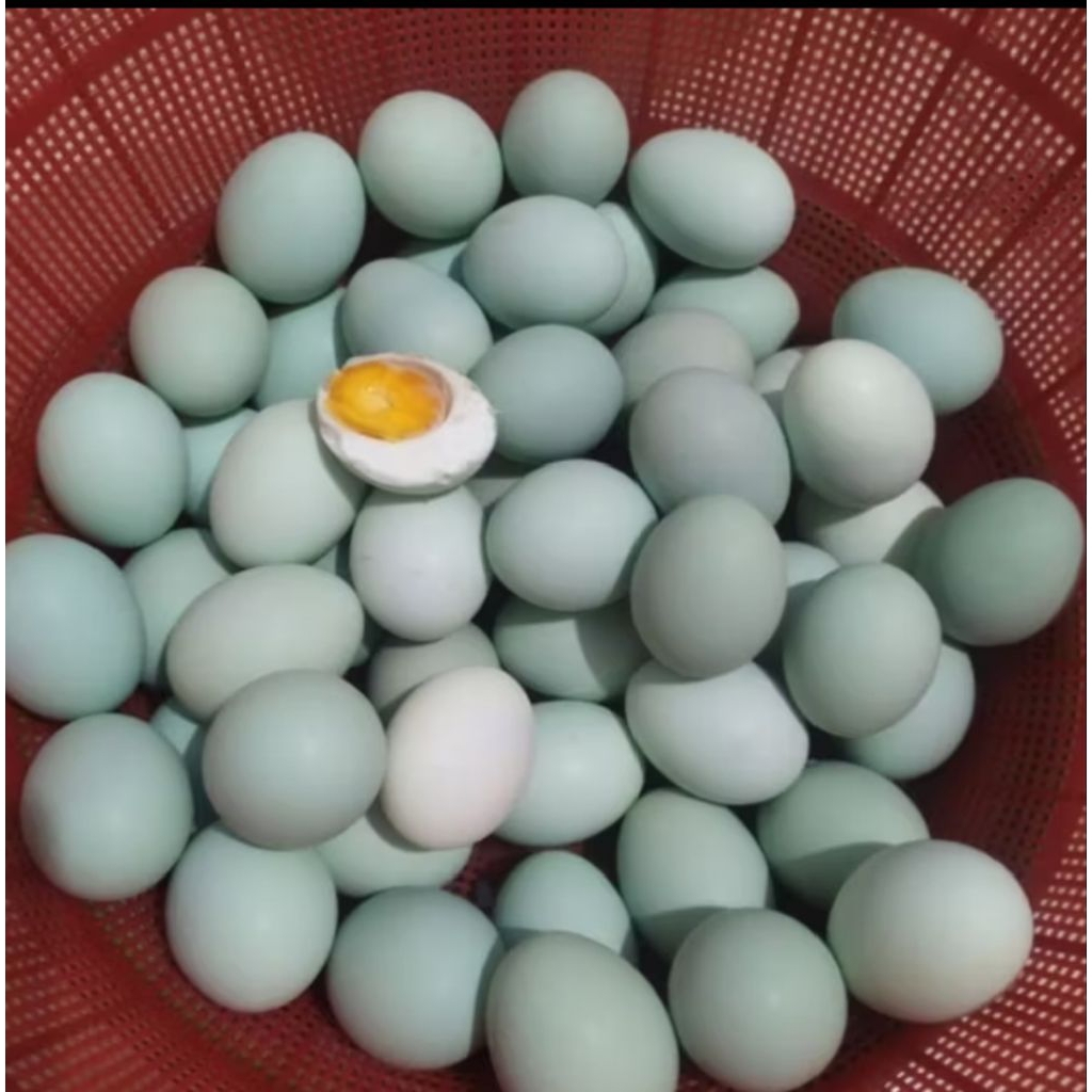 

telur asin matang Masir ukuran besar