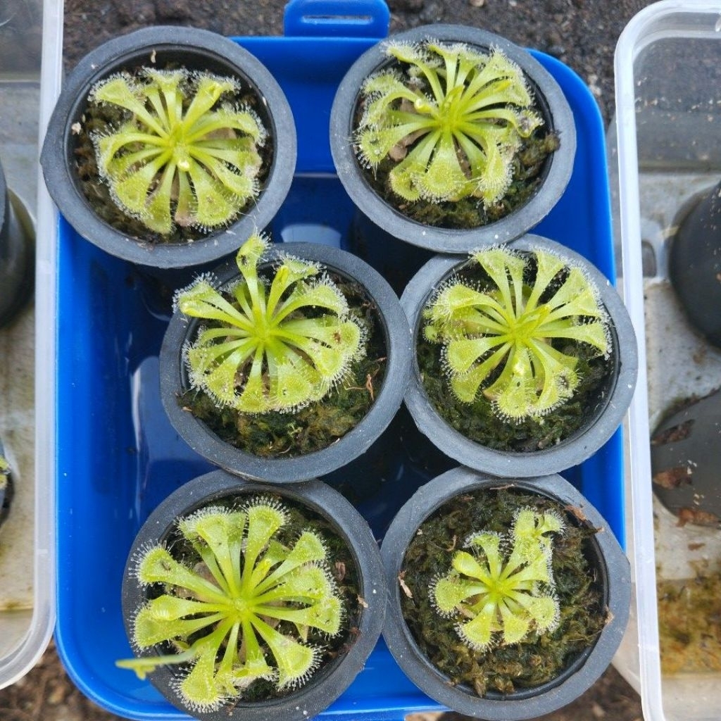 Drosera
