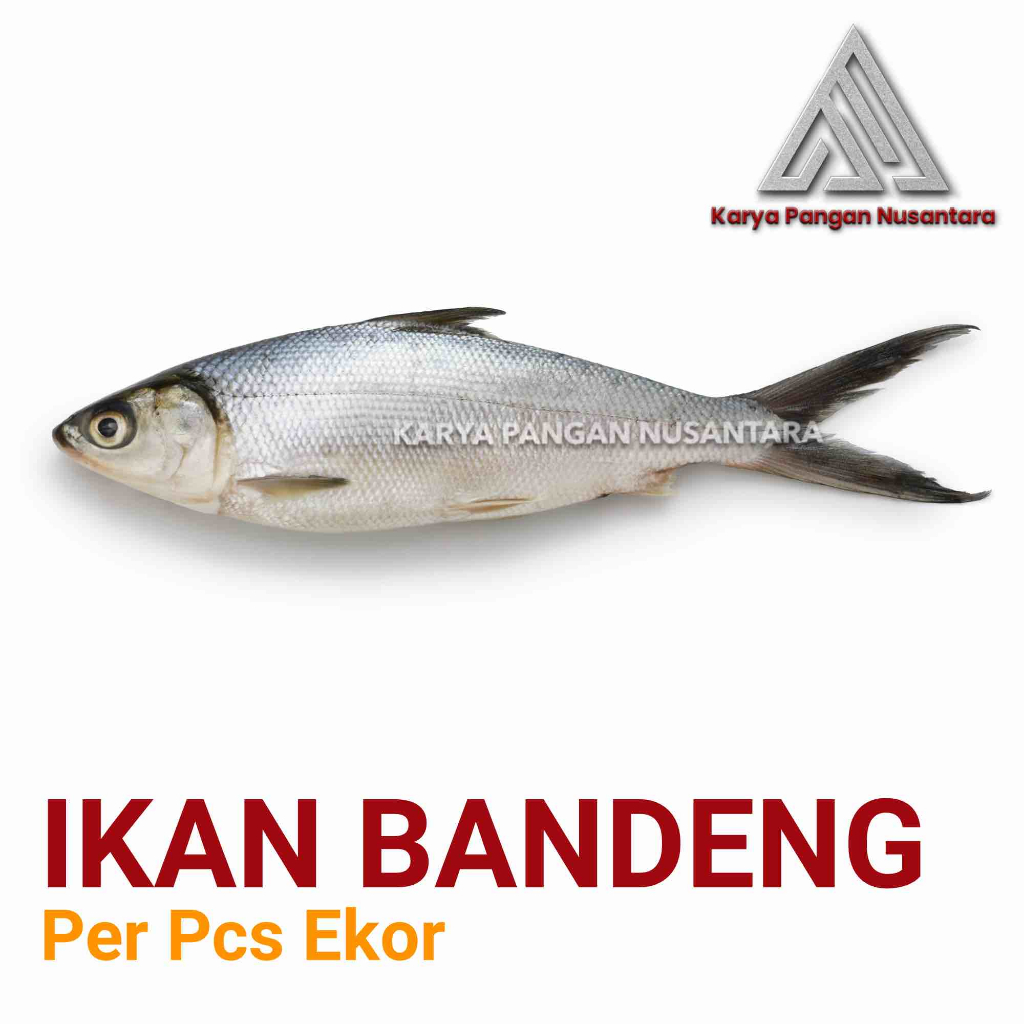 

IKAN BANDENG SEGAR BERSIH IKAN BANDENG FRESH FROZEN NETTO PER PCS EKOR