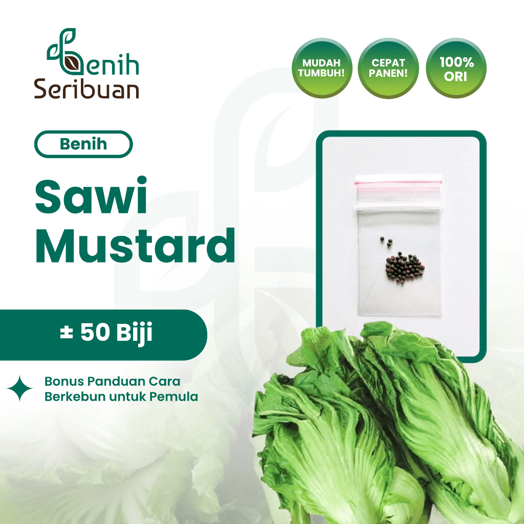 50 Bibit Sawi Mustard Head Lettuce Glory Benih Sayuran Pahit Known You Seed Tanaman Sayur Unggul