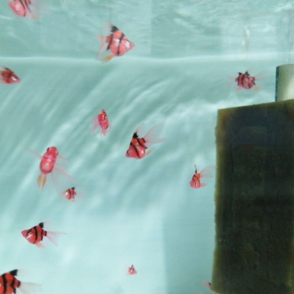 red Tiger balon slayer Sumatra barb