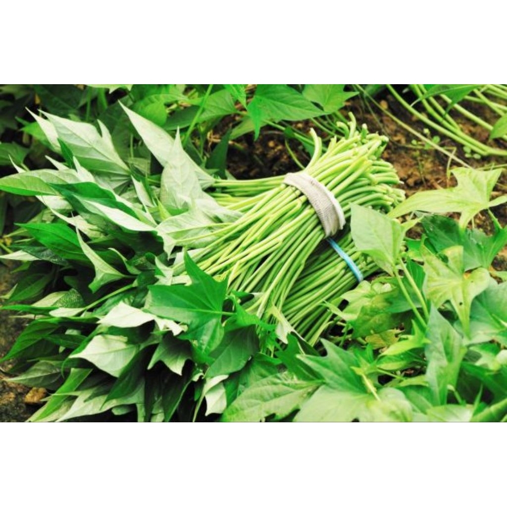 

daun ubi jalar hijau segar 500g