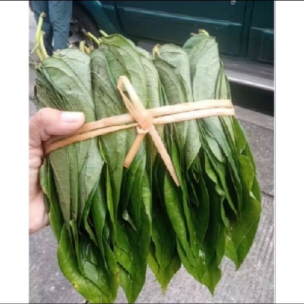

daun sirih hijau herbal 100 gram