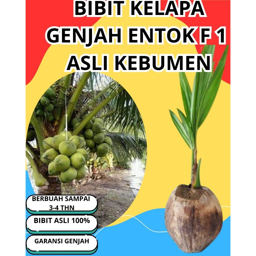 SUDAH DIKUPAS  Bibit Buah Kelapa Genjah Hibrida F1