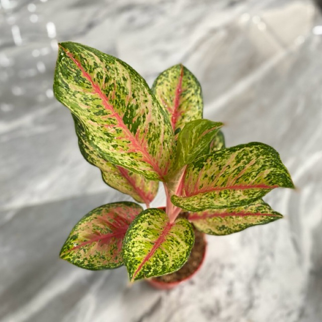 Aglonema sweet dreams/Tanaman hias aglonema/Sweet dreams