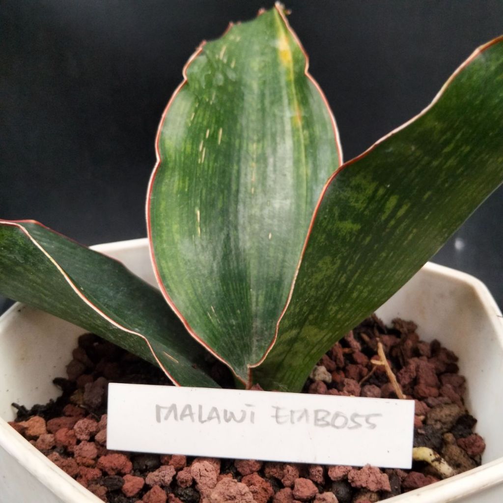 Sansevieria malawi embos