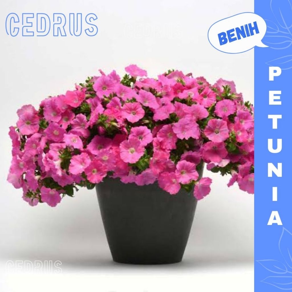 Benih  PETUNIA PINK (isi-7) Salmon - Biji Bibit Bunga