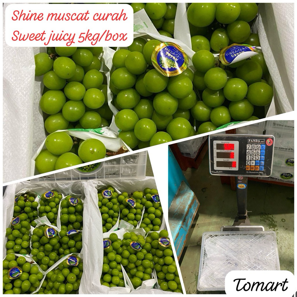 

BONUS BELANJA ANGGUR SHINE MUSCAT 1 DUS 5 KILO
