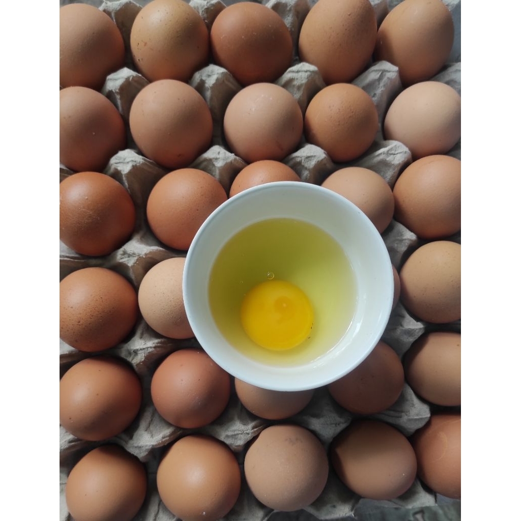Telur Ayam Negeri/ Telur Ayam Negeri Biasa/ Isi 1kg