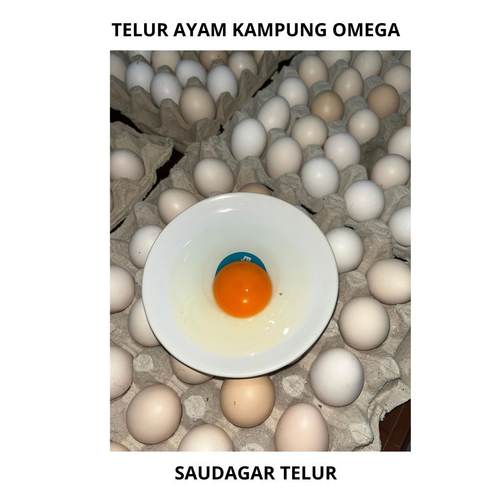 

SAUDAGAR TELUR - TELUR AYAM KAMPUNG OMEGA protein untuk balita untuk kecerdasan anak tinggi protein