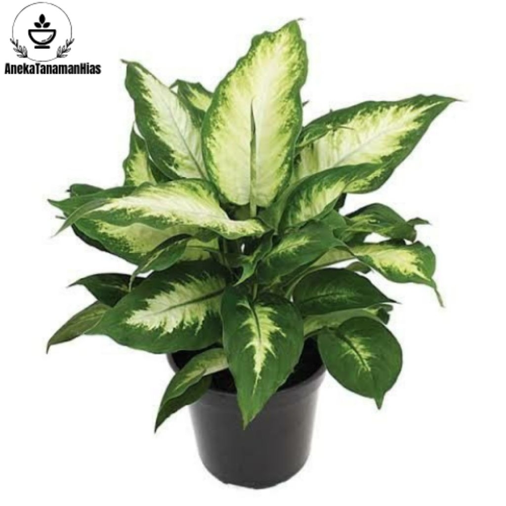 Tanaman Hias Aglenoma Diven Tisu Goldeb - Aglenoma Diven Susu golden Termurah
