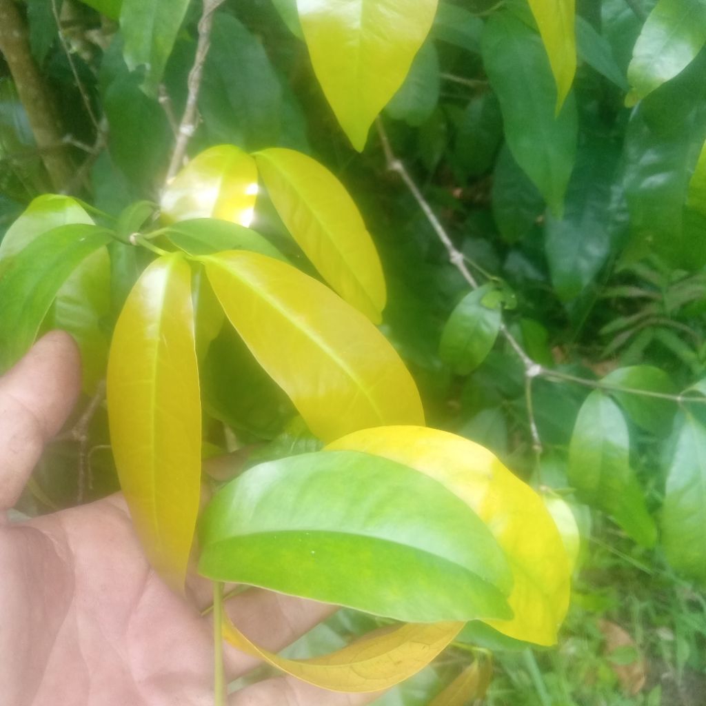 

Daun melinjo Atau Daun Tangkil muda 300 gram