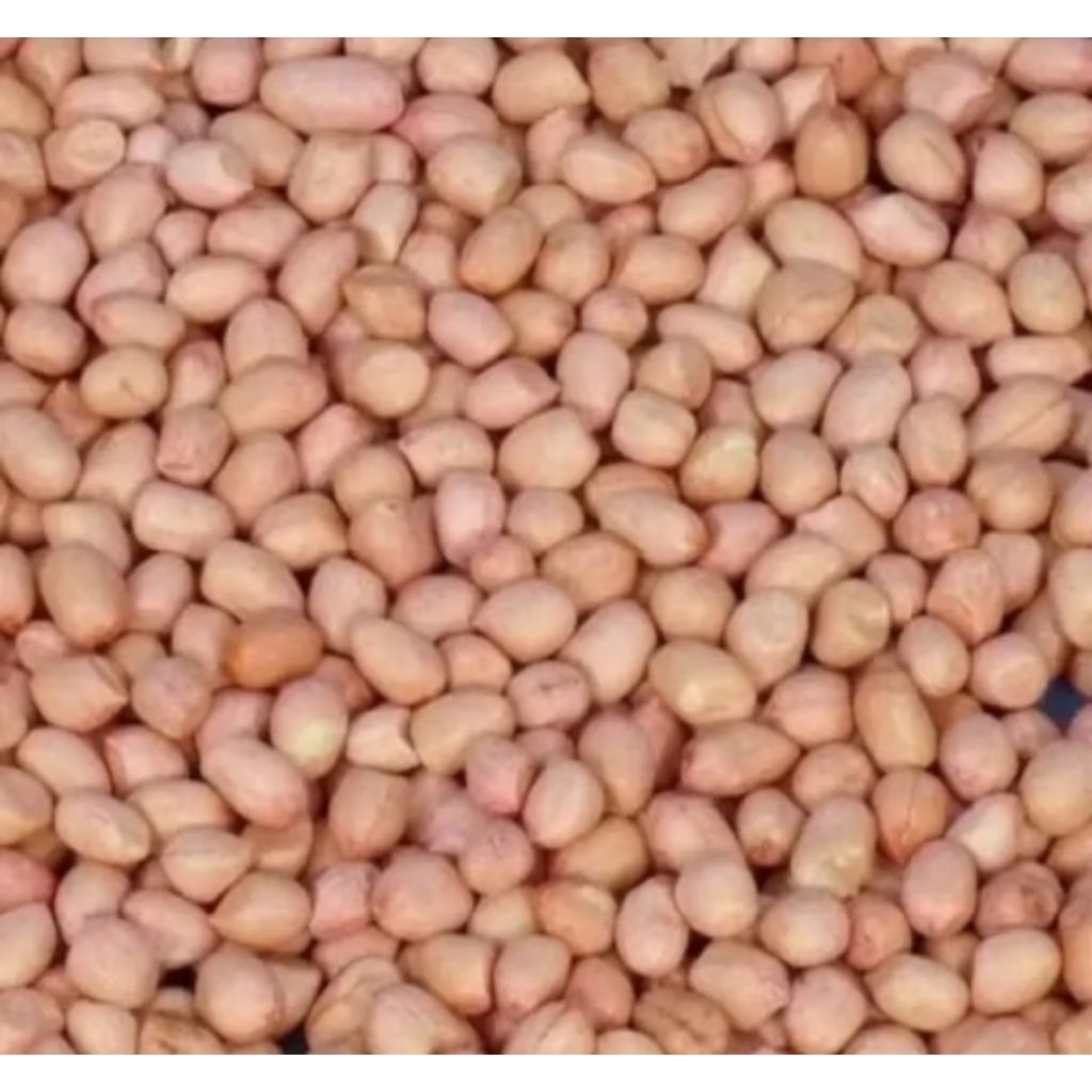 

KACANG TANAH LOKAL 1KG-BENIH KACANG SUPER NO.1 PILIHAN