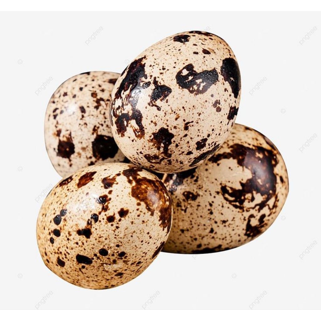 

Telur Puyuh 1 Pack Isi 20