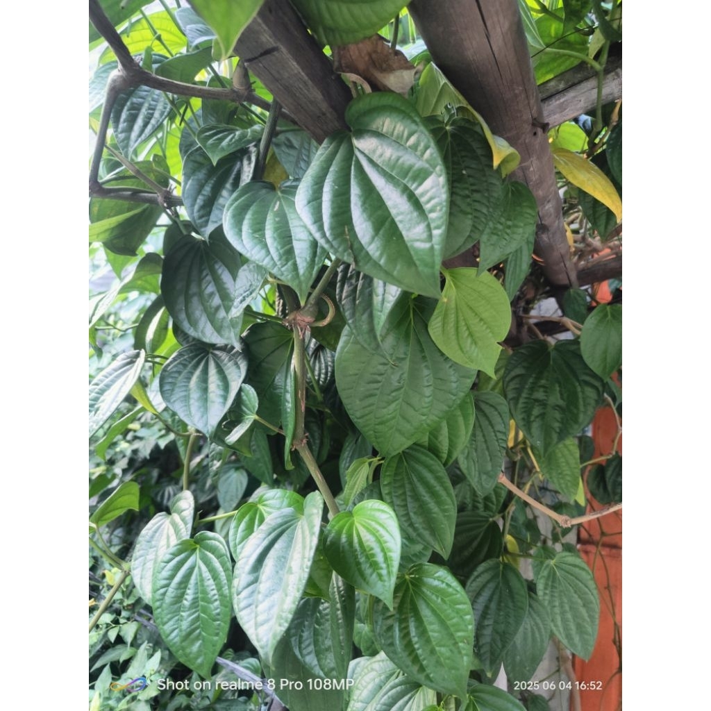 

Daun Sirih Segar Daun sirih Hijau 50 Lembar