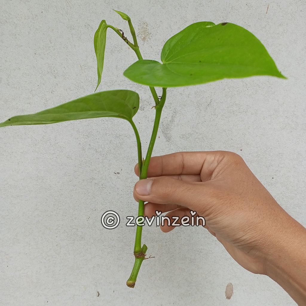 

Stek Cutting Batang Sirih Hijau | REMPAH HERBAL