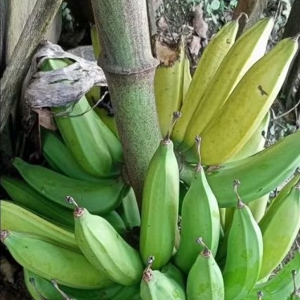 

Pisang raja nangka 1 kg ( ukuran Besar )