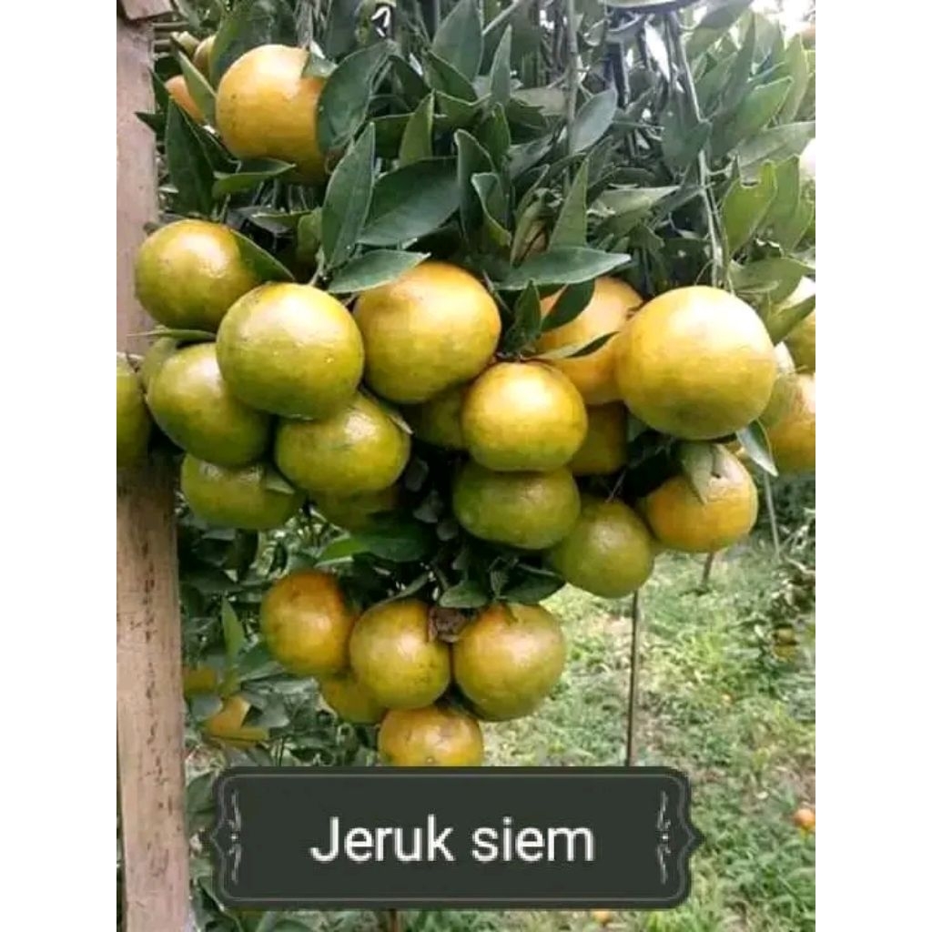

☆Bibit Jeruk Super Jumbo♡