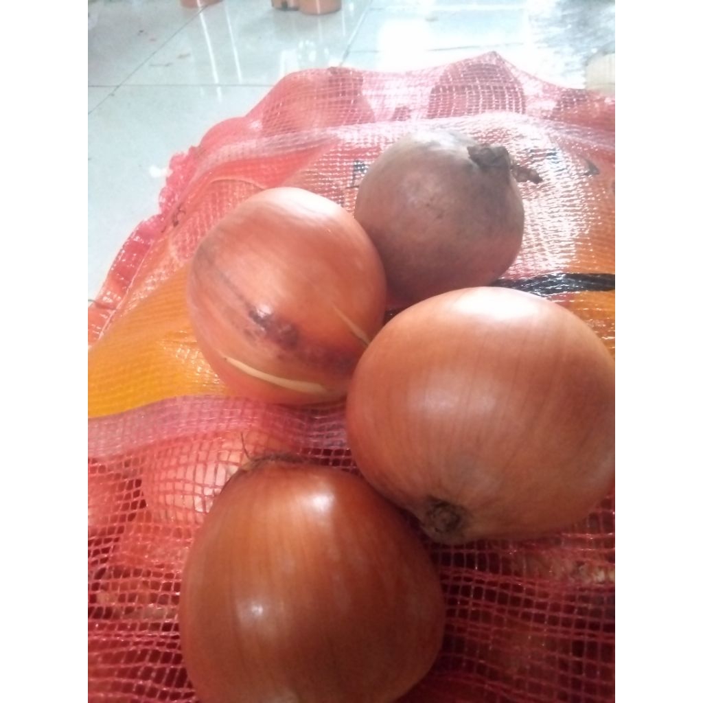 

BAWANG BOMBAY BESAR 500gr/1000gr