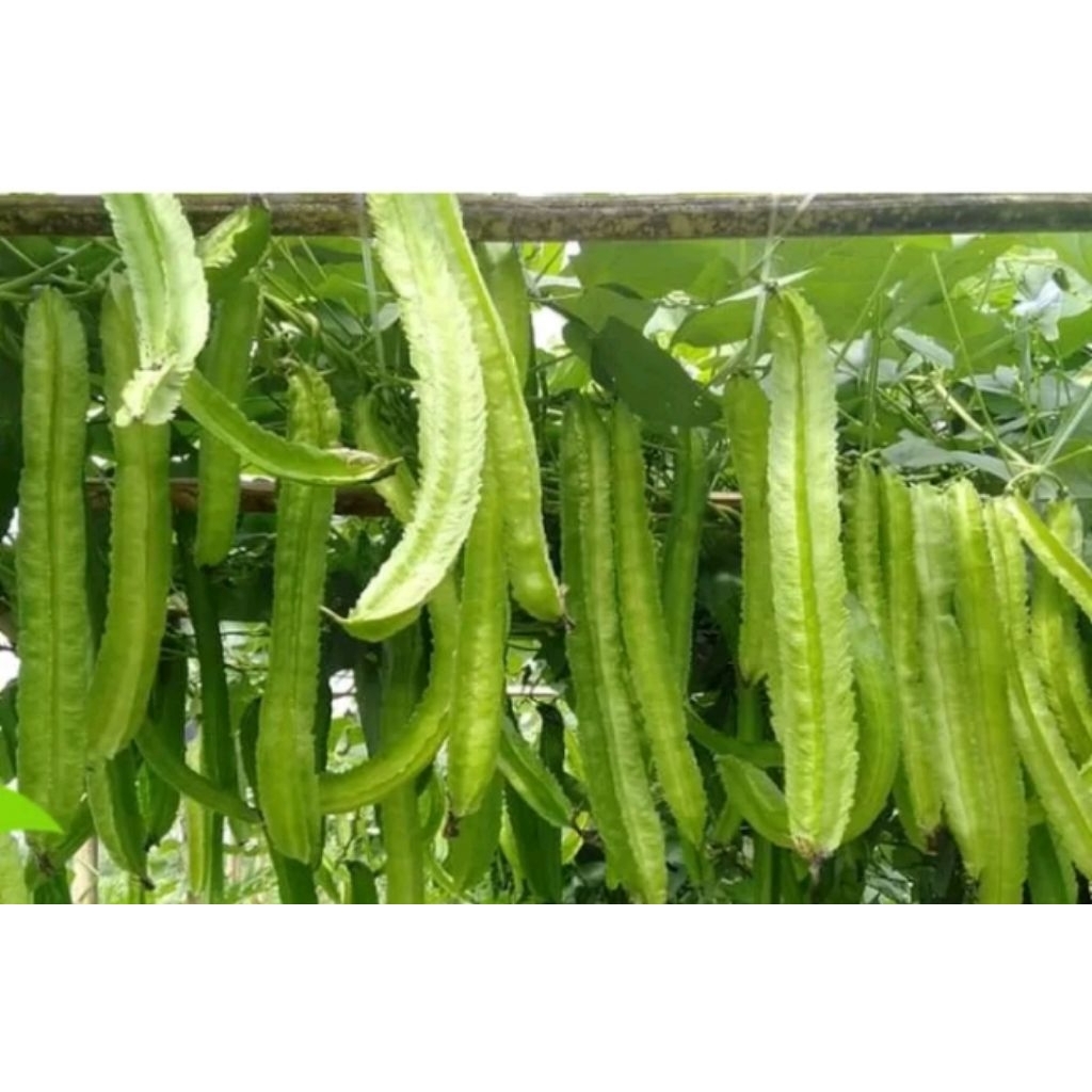 

kecipir segar 500gram baru petik kecipir sayur kacang botor